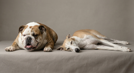 Why Bulldogs Sleep Differently From Greyhounds Daily-Ease