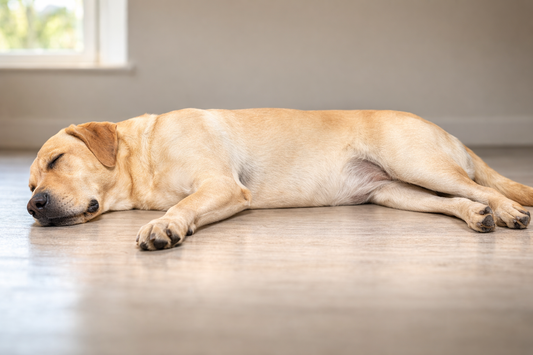 Canine Skeletal Load Distribution: Why Sleep Surfaces Matter More Than Walking Daily-Ease