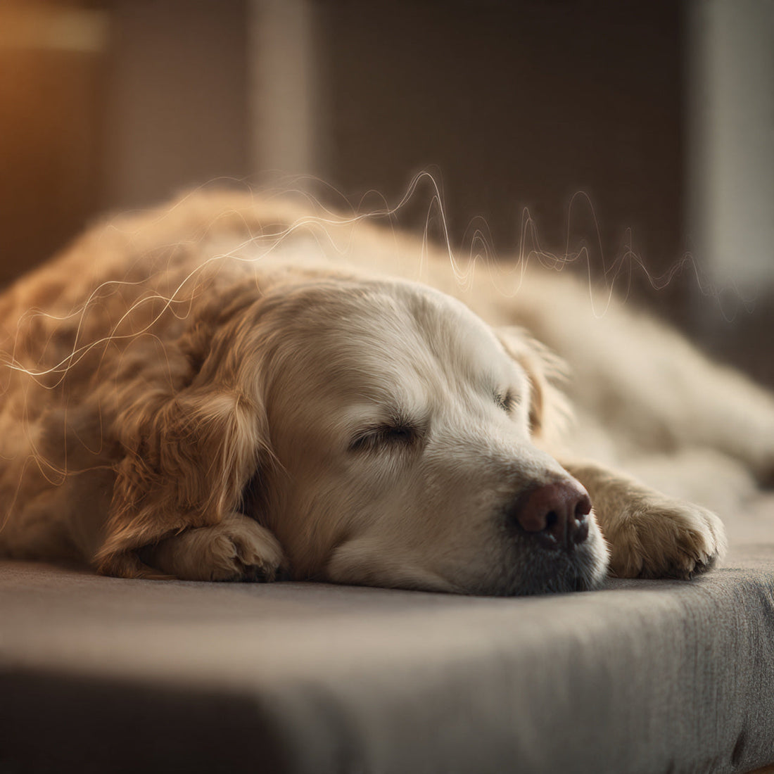 The Complete Physiology of Canine Sleep: How a Dog’s Body Truly Restores Itself Daily-Ease
