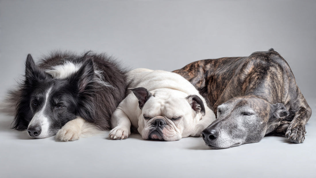 How Breed Genetics Affect Canine Sleep Patterns Daily-Ease