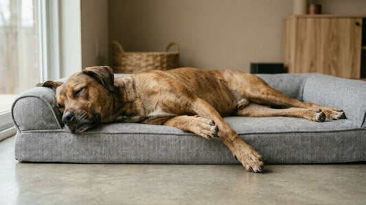How Support Materials Influence Canine Sleep Quality at a Cellular Level Daily-Ease