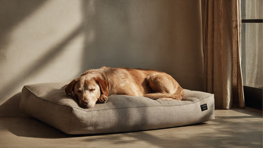 How a Dog's Nervous System Responds to Sleep Environments Daily-Ease